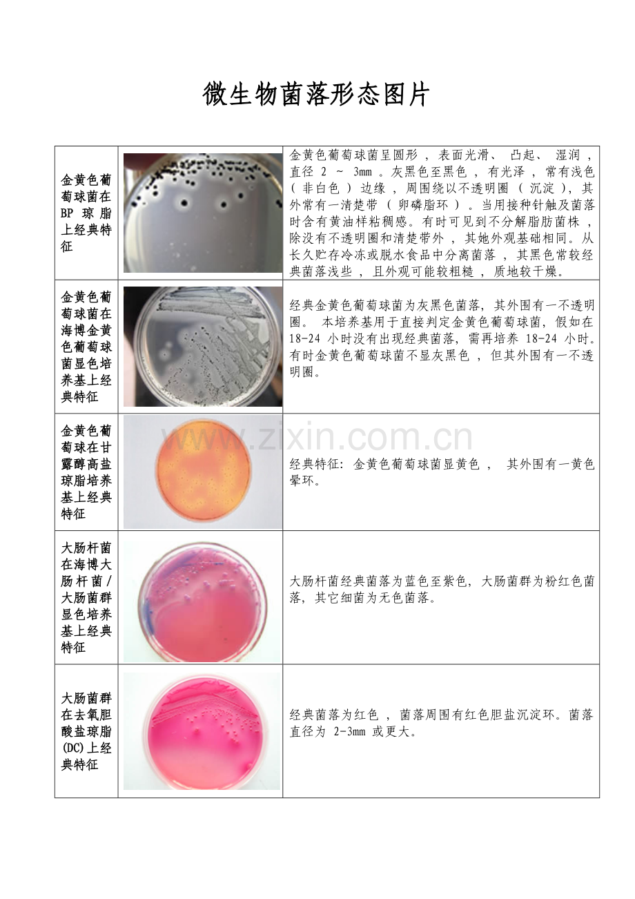 微生物菌落特征形态等总结大全表格带图片模板.doc_第1页