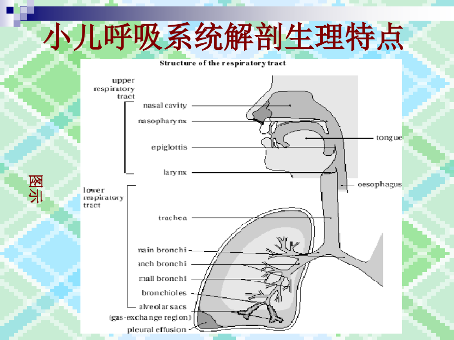 小儿呼吸道解剖和急性上呼吸道感染AURI儿科学汇总.pptx_第2页