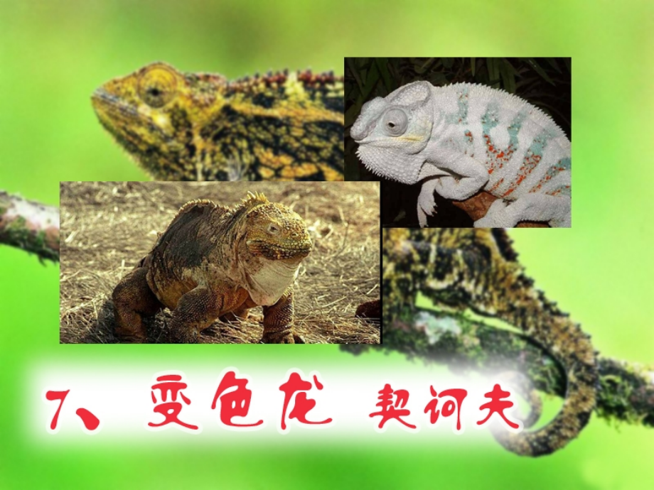 变色龙教学课件.pptx_第1页