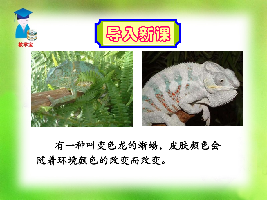 变色龙教学课件.pptx_第2页
