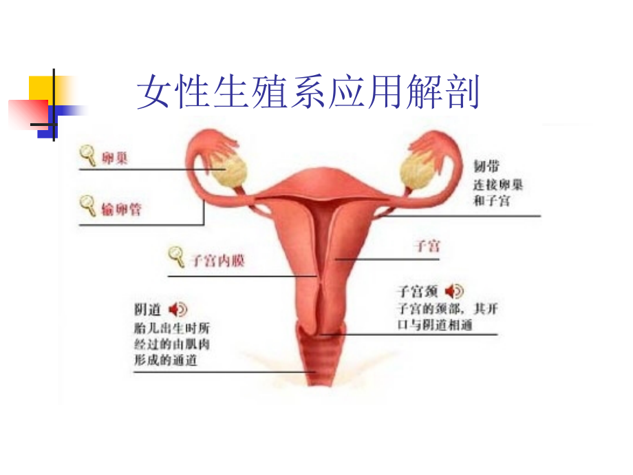 女性生殖系统常见疾病影像学表现.ppt_第2页