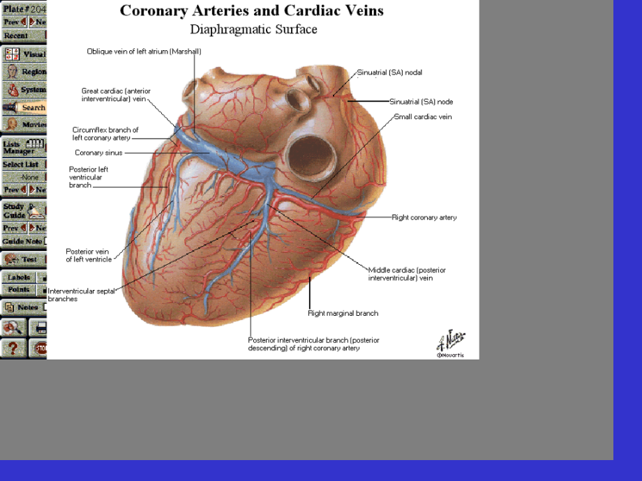 尖瓣疾病专业知识.ppt_第2页