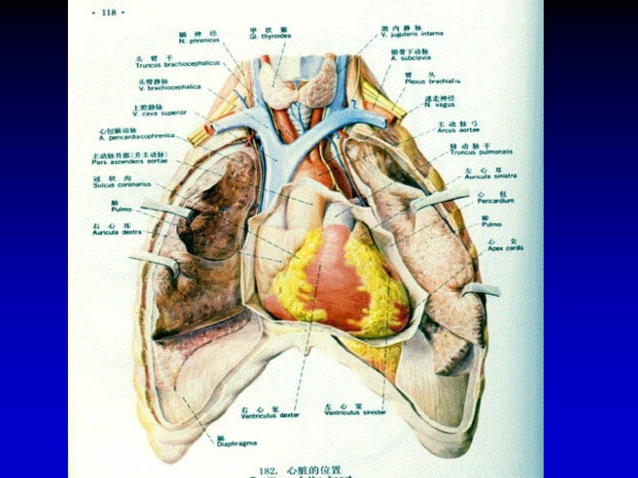 心脏检查zq专题知识.ppt_第2页