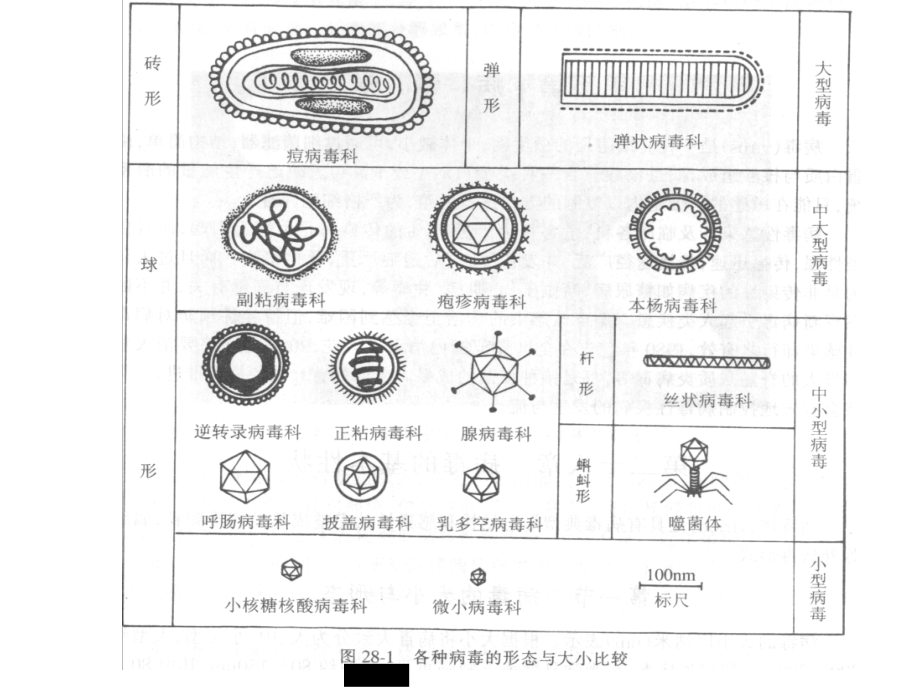 病毒的基本特性.ppt_第2页