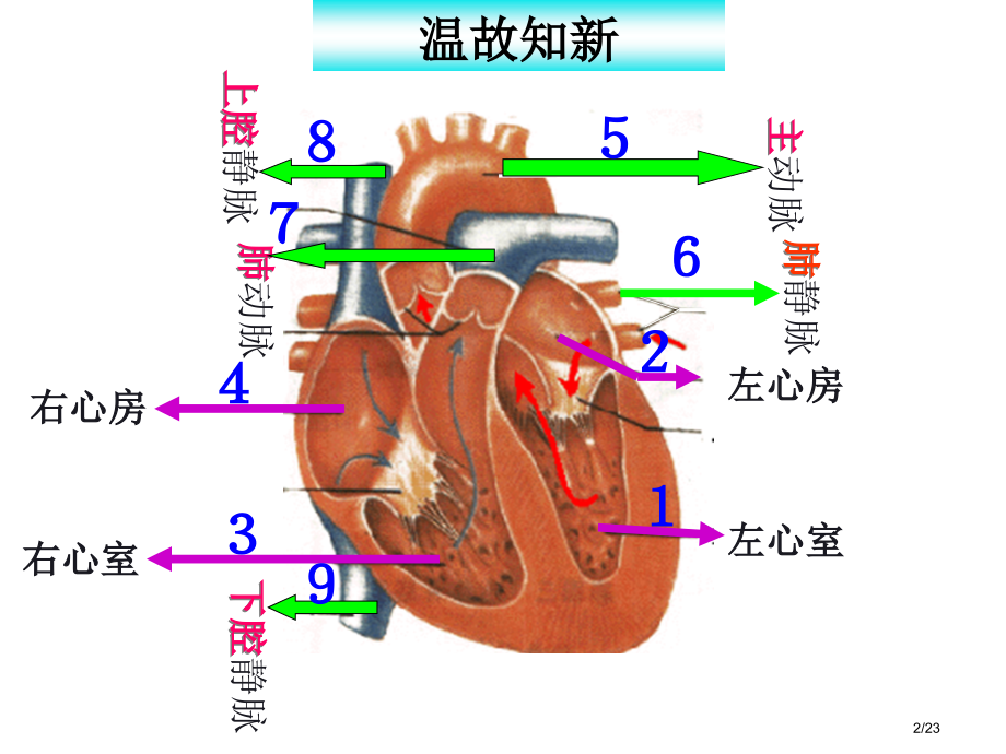 八年级生物上册15.1人体内物质的运输血液循环.pptx_第2页