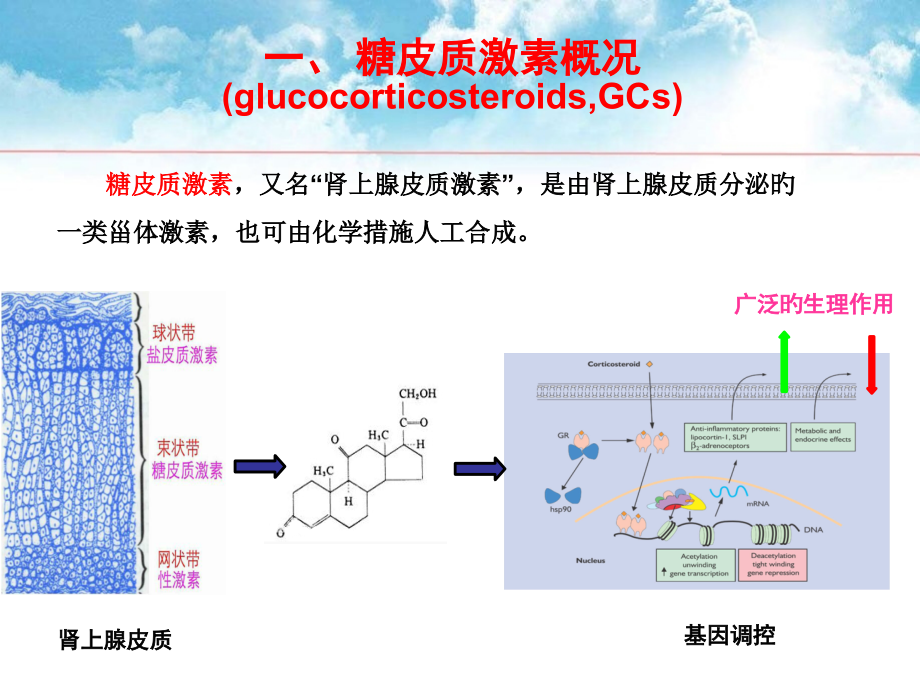 糖皮质激素及其临床应用.pptx_第2页