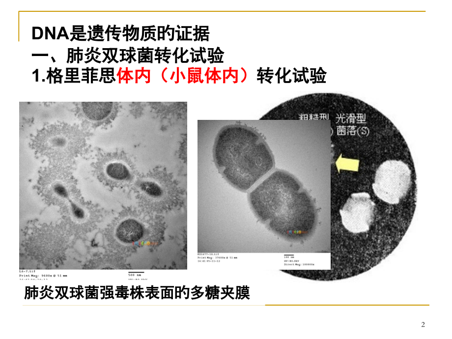 DNA是遗传物质的证据.ppt_第2页