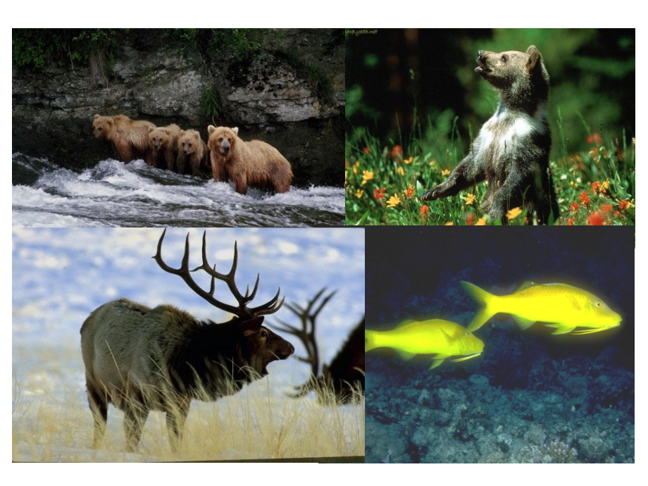 动物游戏之谜仇.pptx_第1页