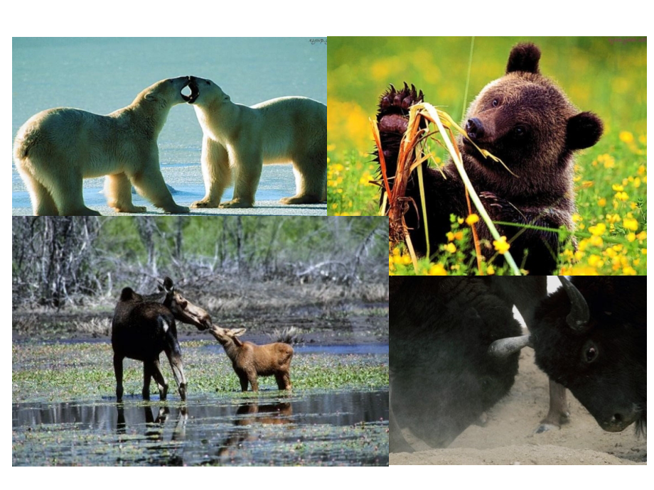 动物游戏之谜仇.pptx_第2页