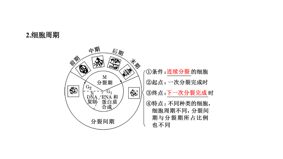 高中生物必修1-第四单元-第1讲-细胞的增殖.pptx_第2页