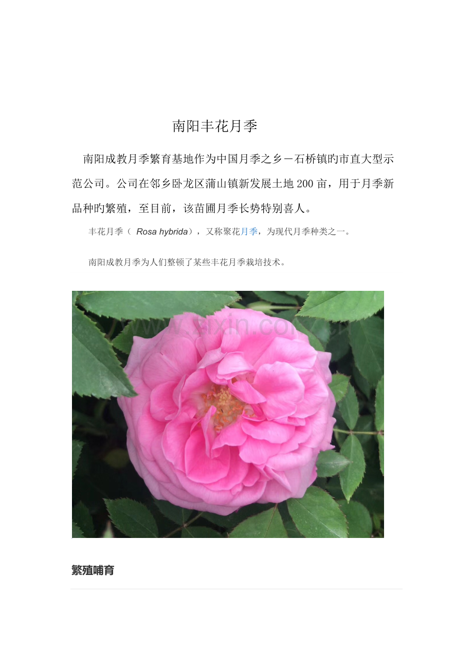 丰花月季栽培重点技术.docx_第1页