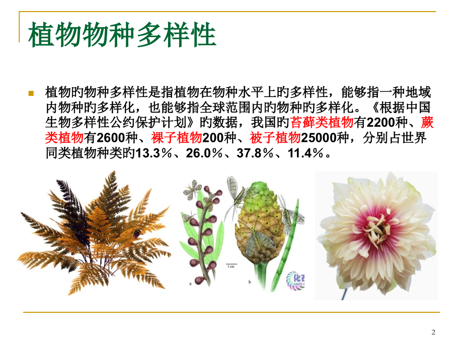 植物资源面临的现状和保护.pptx_第2页