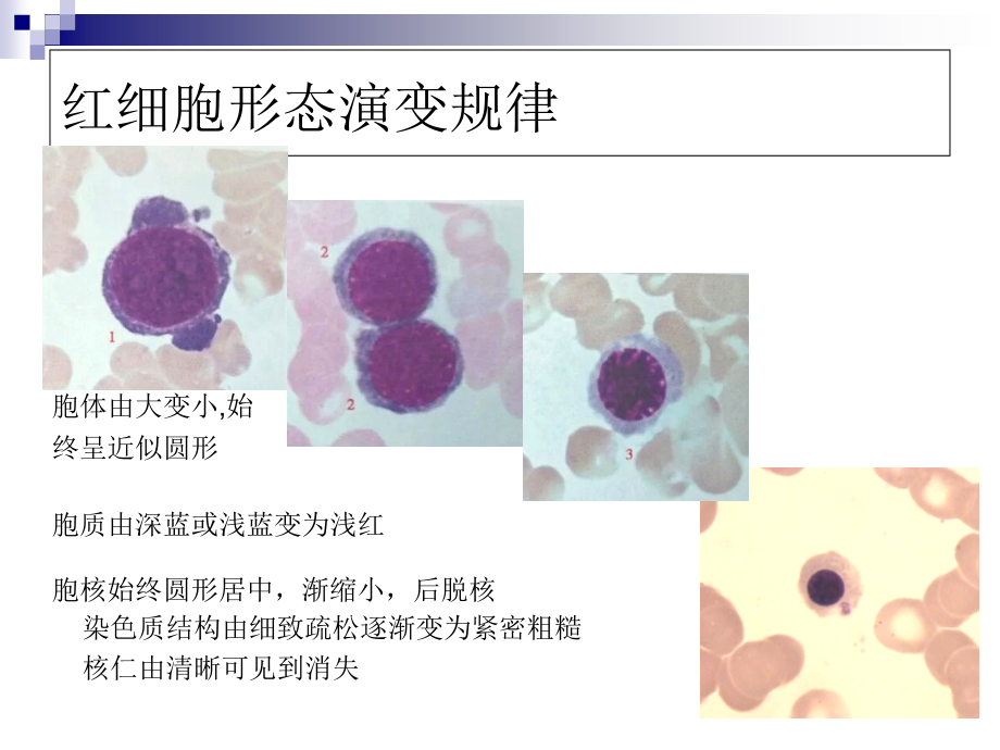 骨髓血细胞形态.ppt_第2页