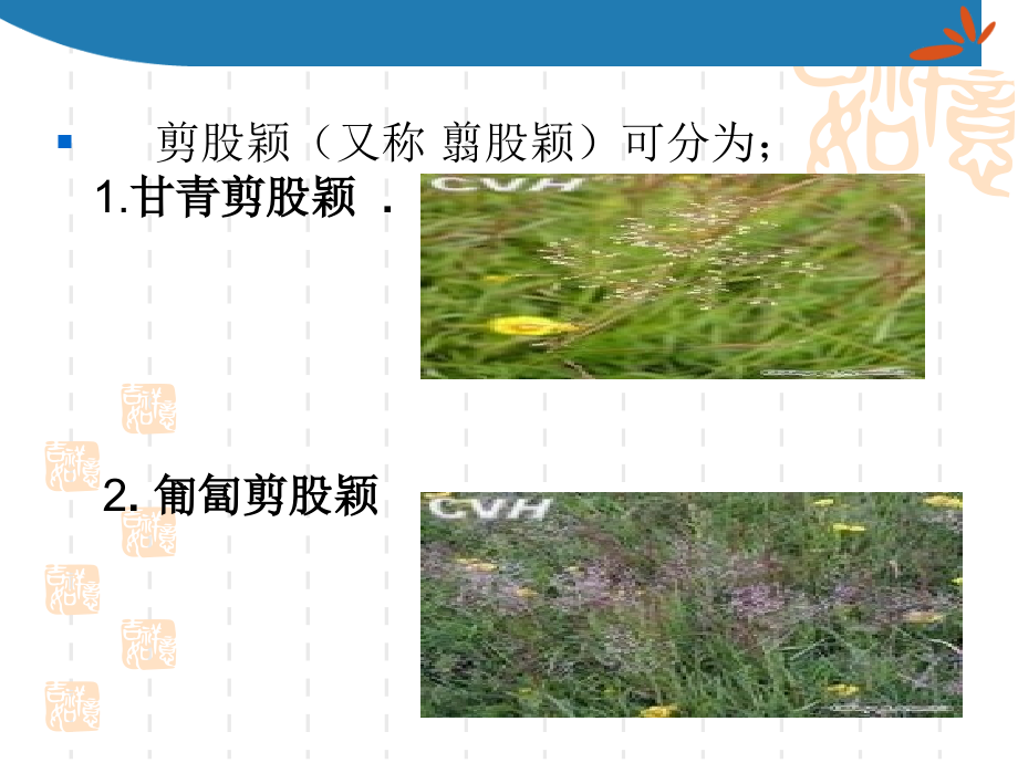 剪股颖植物专业知识讲座.pptx_第2页