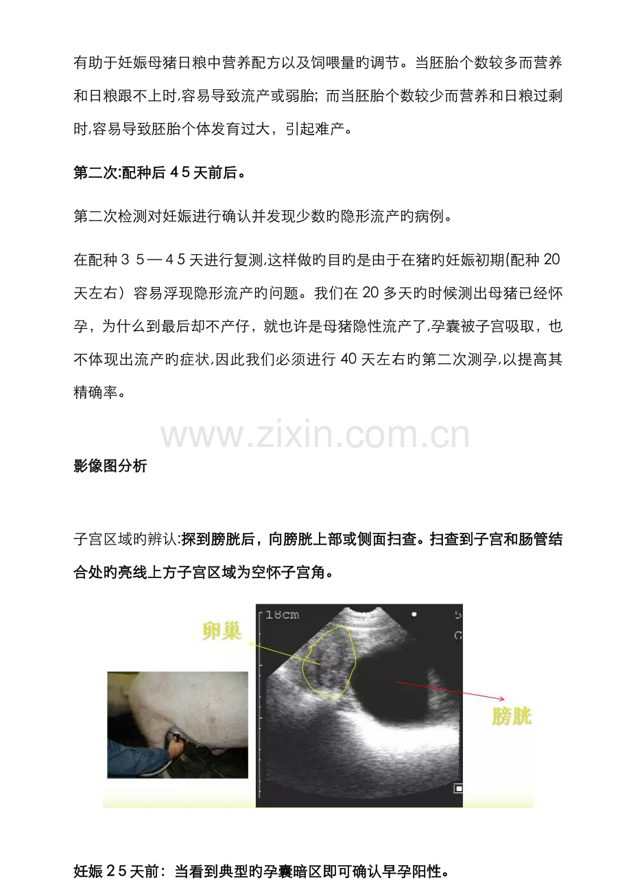 猪用B超使用技巧与图像判别技巧.doc_第2页