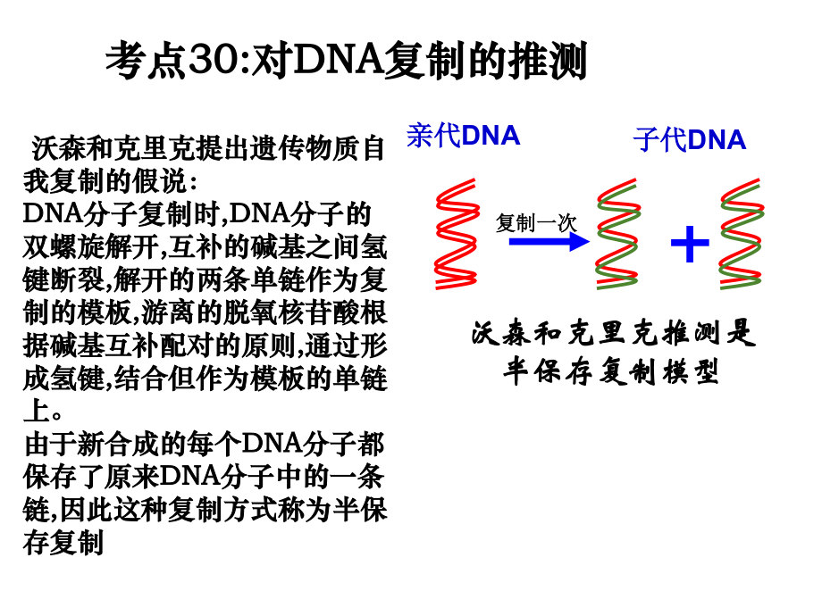DNA的复制复习.pptx_第2页