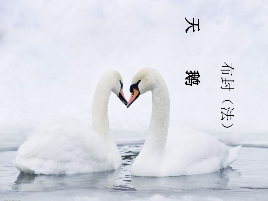 语文六下3.1天鹅.pptx_第1页