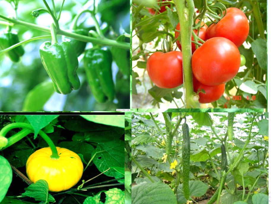 父亲的菜园公开.pptx_第1页