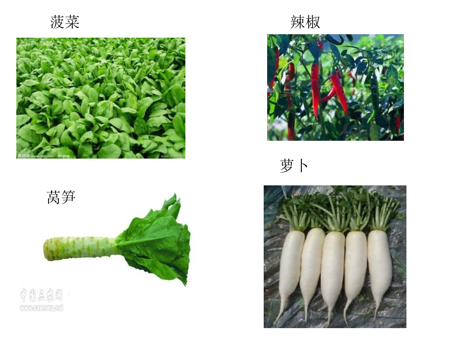 父亲的菜园公开.pptx_第2页