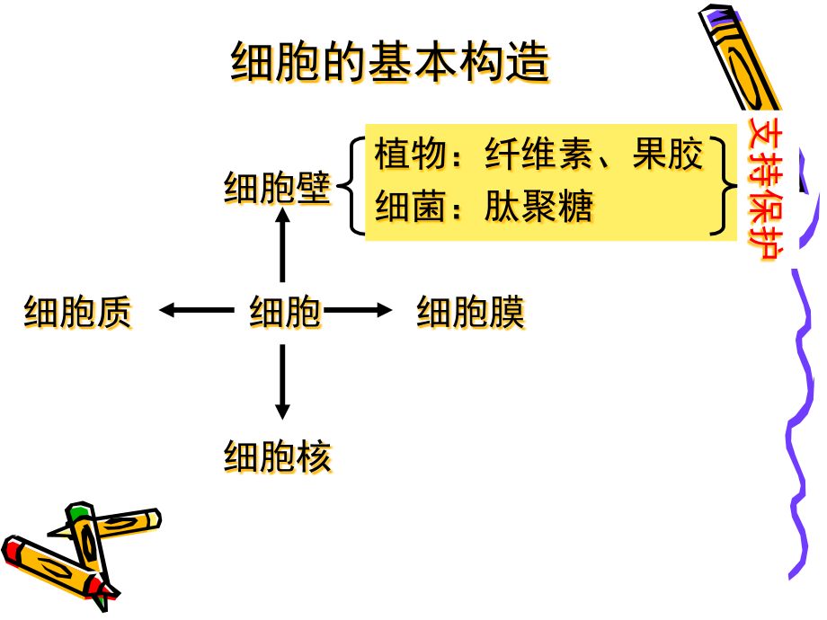 细胞的基本结构细胞膜.pptx_第1页