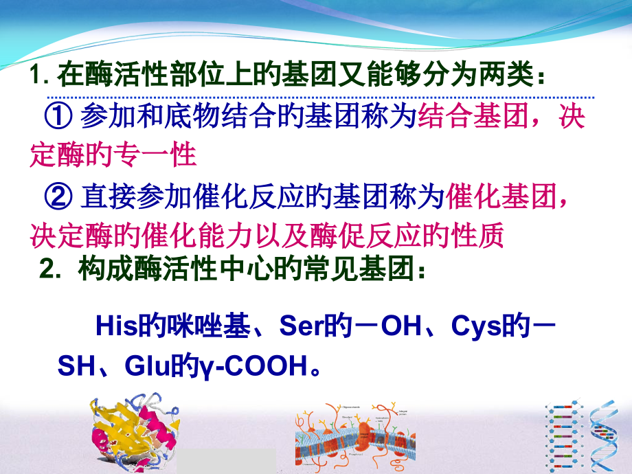 酶的结构纯化及活性十一.pptx_第2页