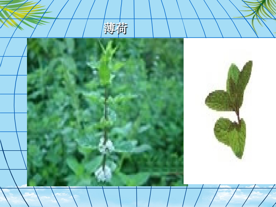 中药学发散风热药.ppt_第2页