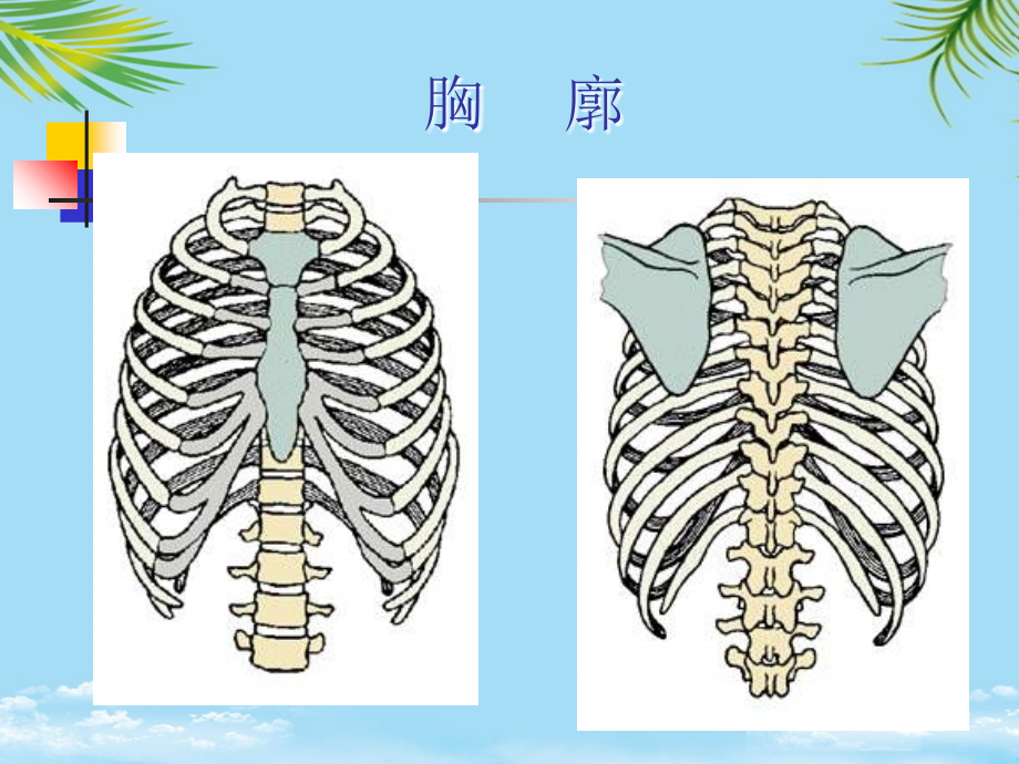 肋骨骨折---肋骨骨折.ppt_第2页