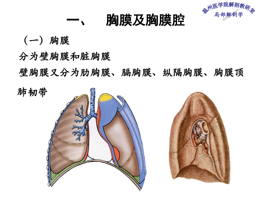 医学胸腔医学知识宣讲专题课件.ppt_第2页