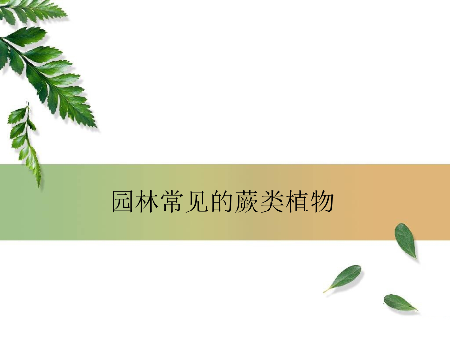 园林常见蕨类植物数据库汇表.ppt_第1页