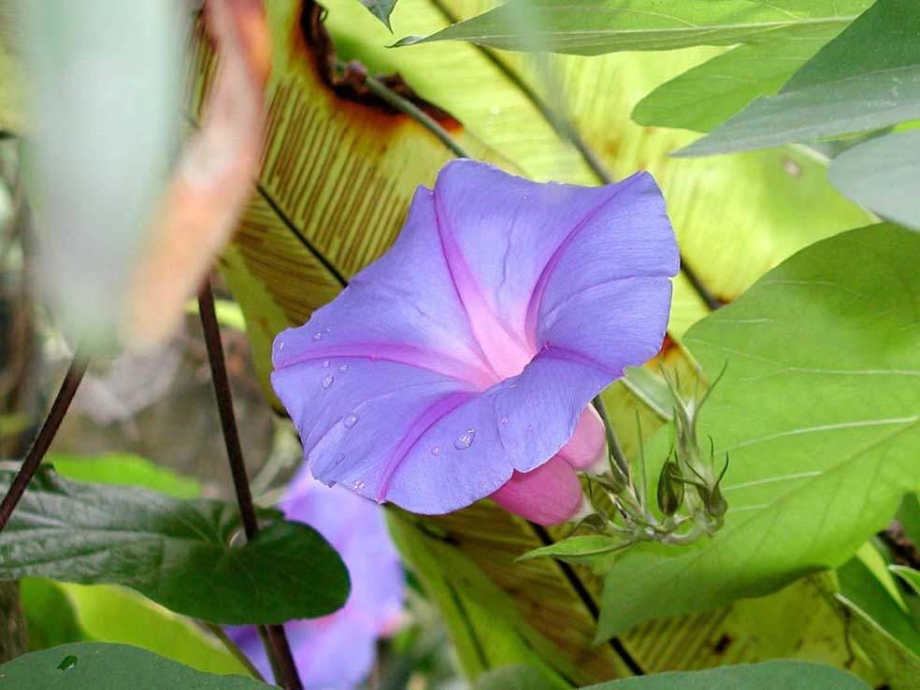 语文三上花钟课件.ppt_第1页