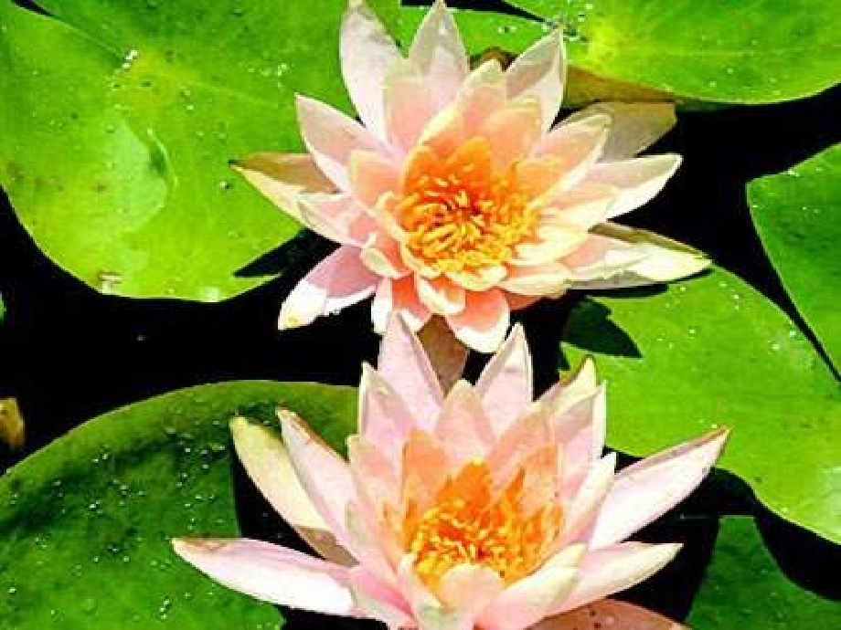 语文三上花钟课件.ppt_第2页