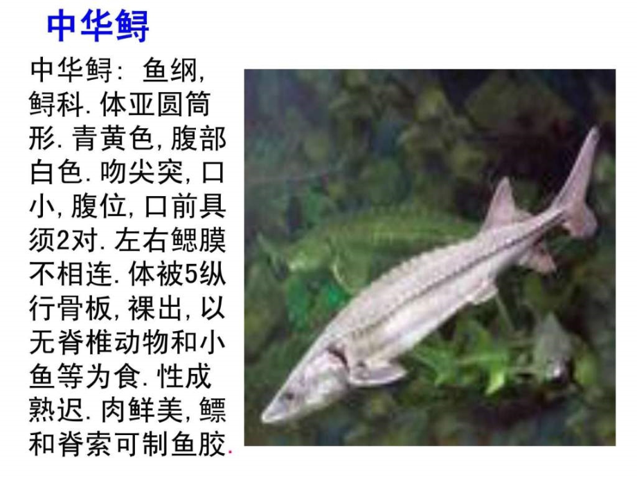 常见食用淡水鱼类.ppt_第2页