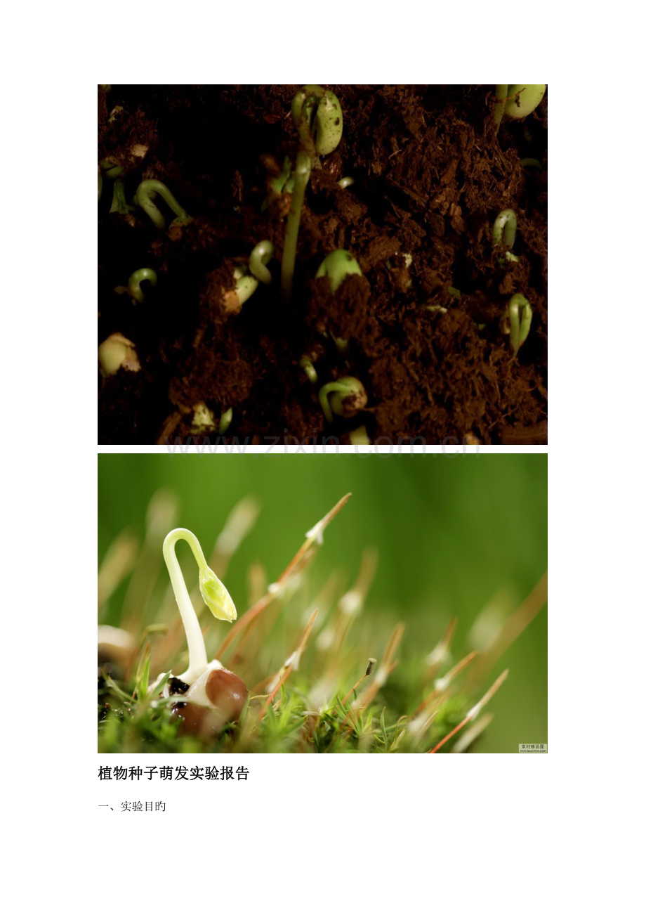 2022年植物种子萌发实验报告.doc_第1页