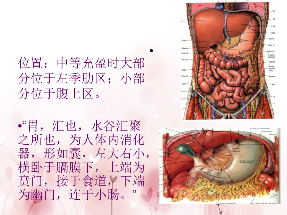 胃肠道的结构和功能.ppt_第2页