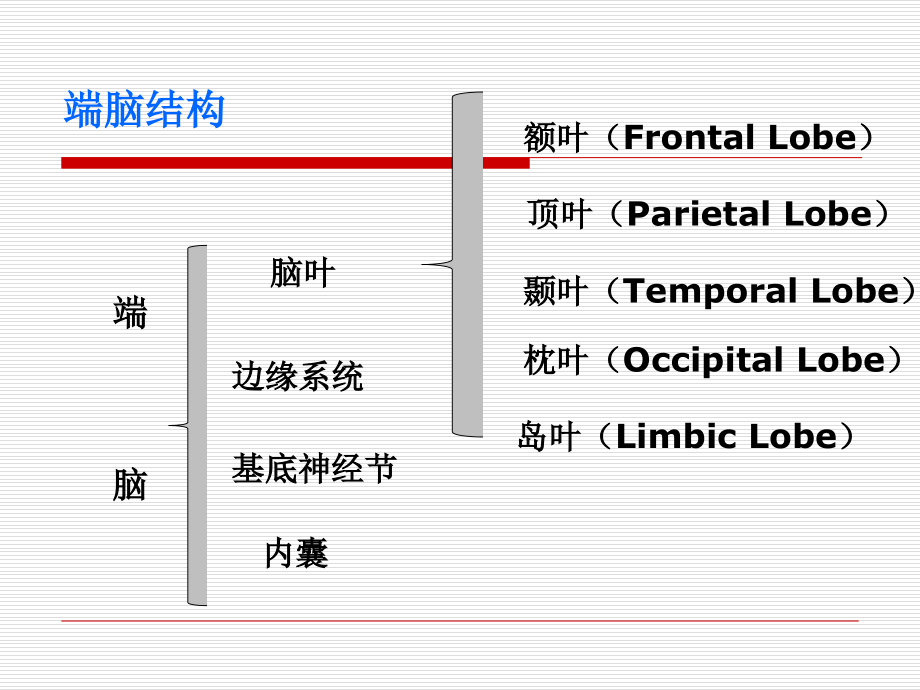 医学脑叶功能专题知识宣讲.ppt_第2页
