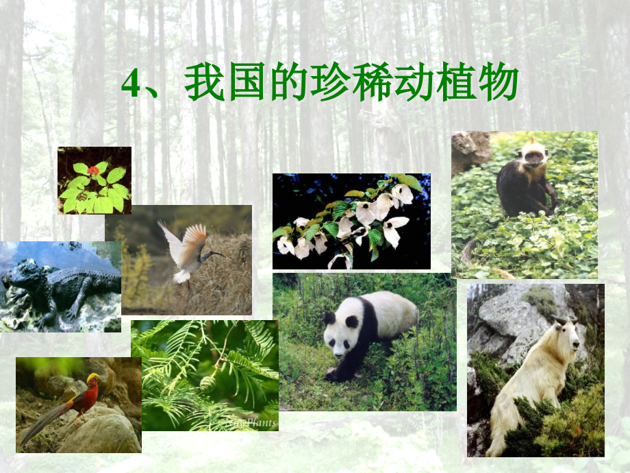 六年级上科学课件-珍稀动植物-青岛版.ppt_第2页