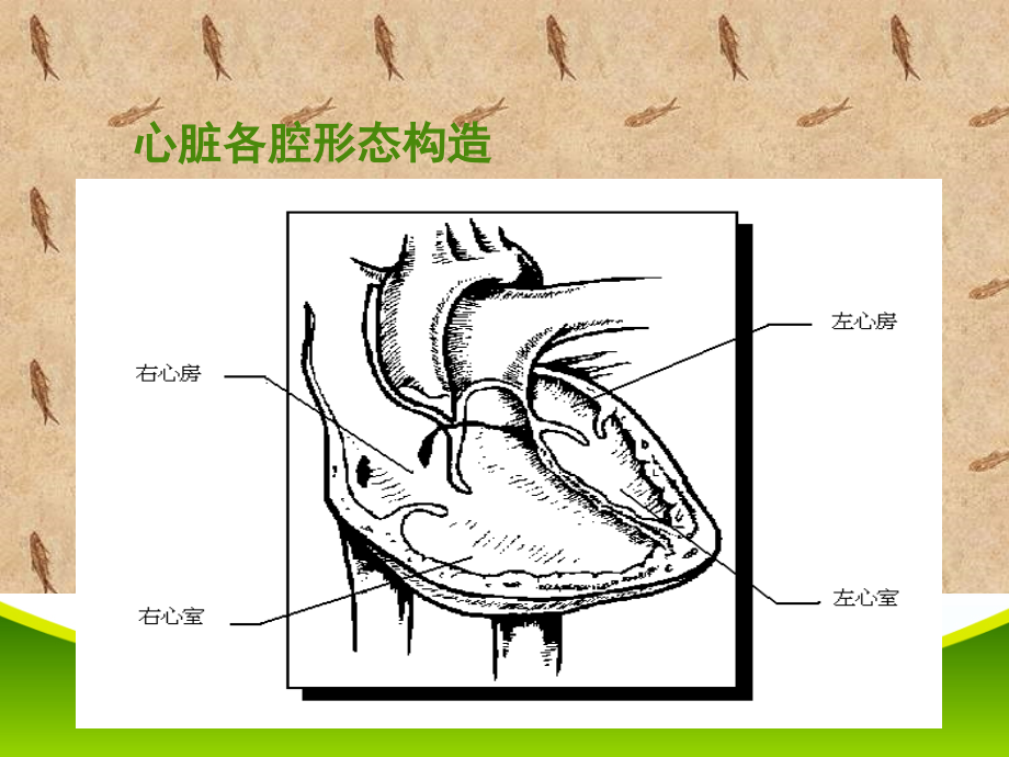 常见心电图及其临床意义.ppt_第2页