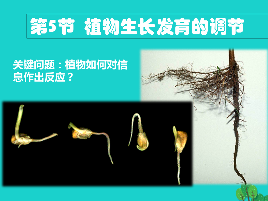 高中生物第二册第5章生物体对信息的传递和调节5.5植物生长发育的调节备课沪科版.ppt_第2页