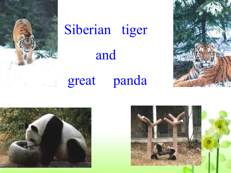 课件-英语必修ModuleAnimalsinDanger全单元汇总外研.ppt_第2页