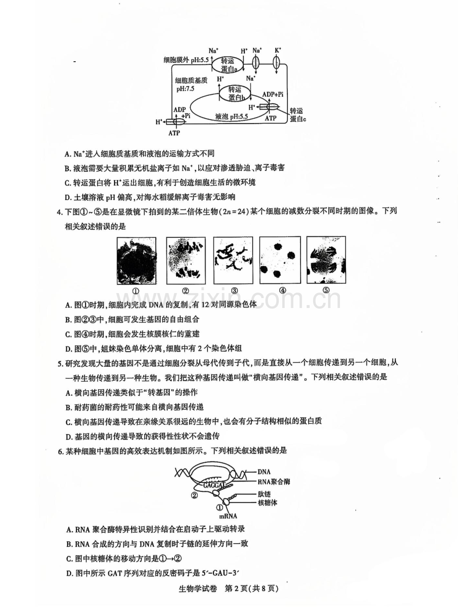 2025届湖北省名校圆创联盟高三11月第二次联测-生物（含答案）.docx_第2页