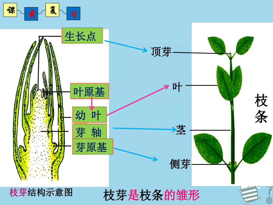2019-2020学年八年级生物上册4.1.7植物的营养生殖讲义2济南版.ppt_第1页