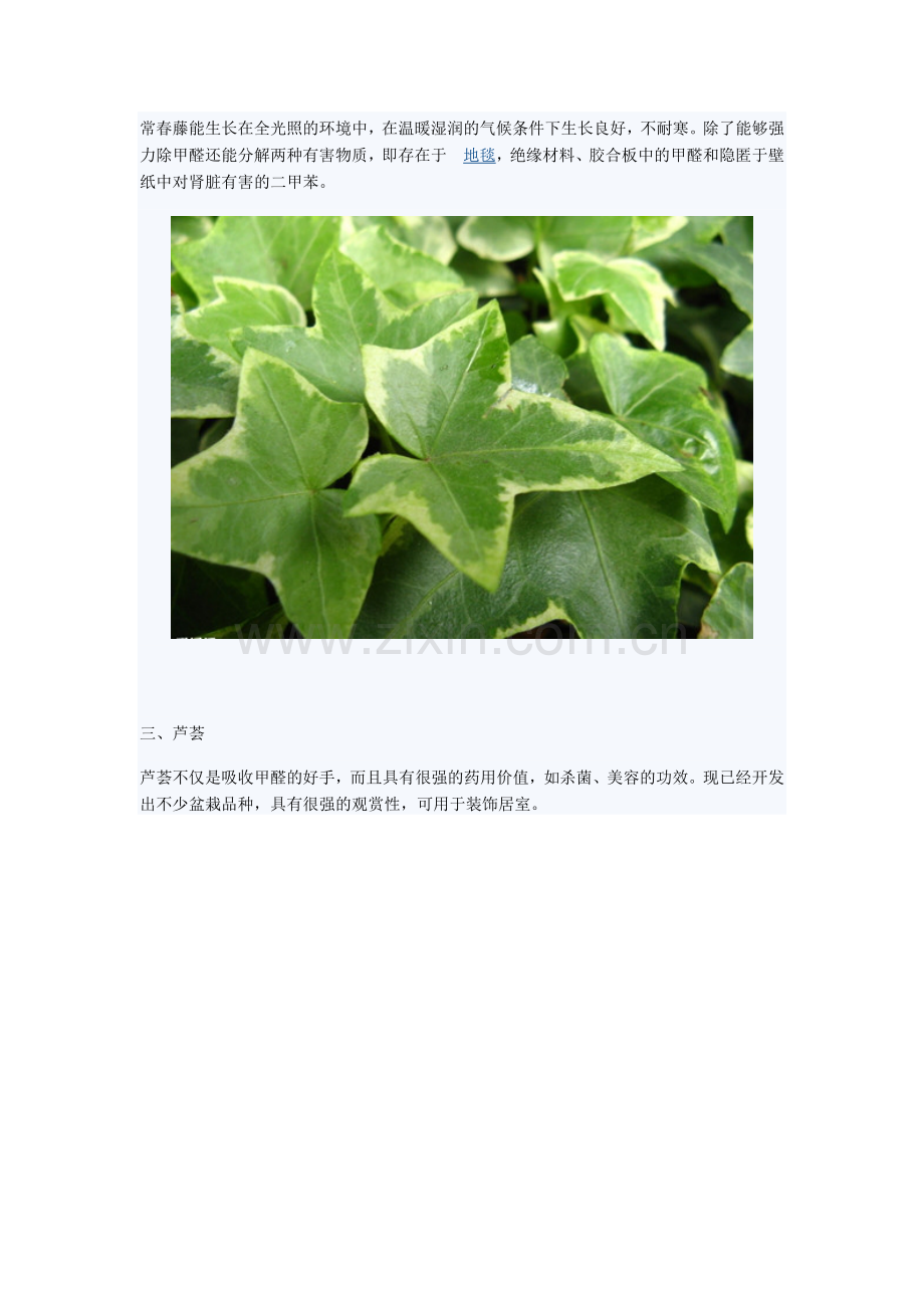 强力除甲醛五种植物帮大忙.doc_第2页