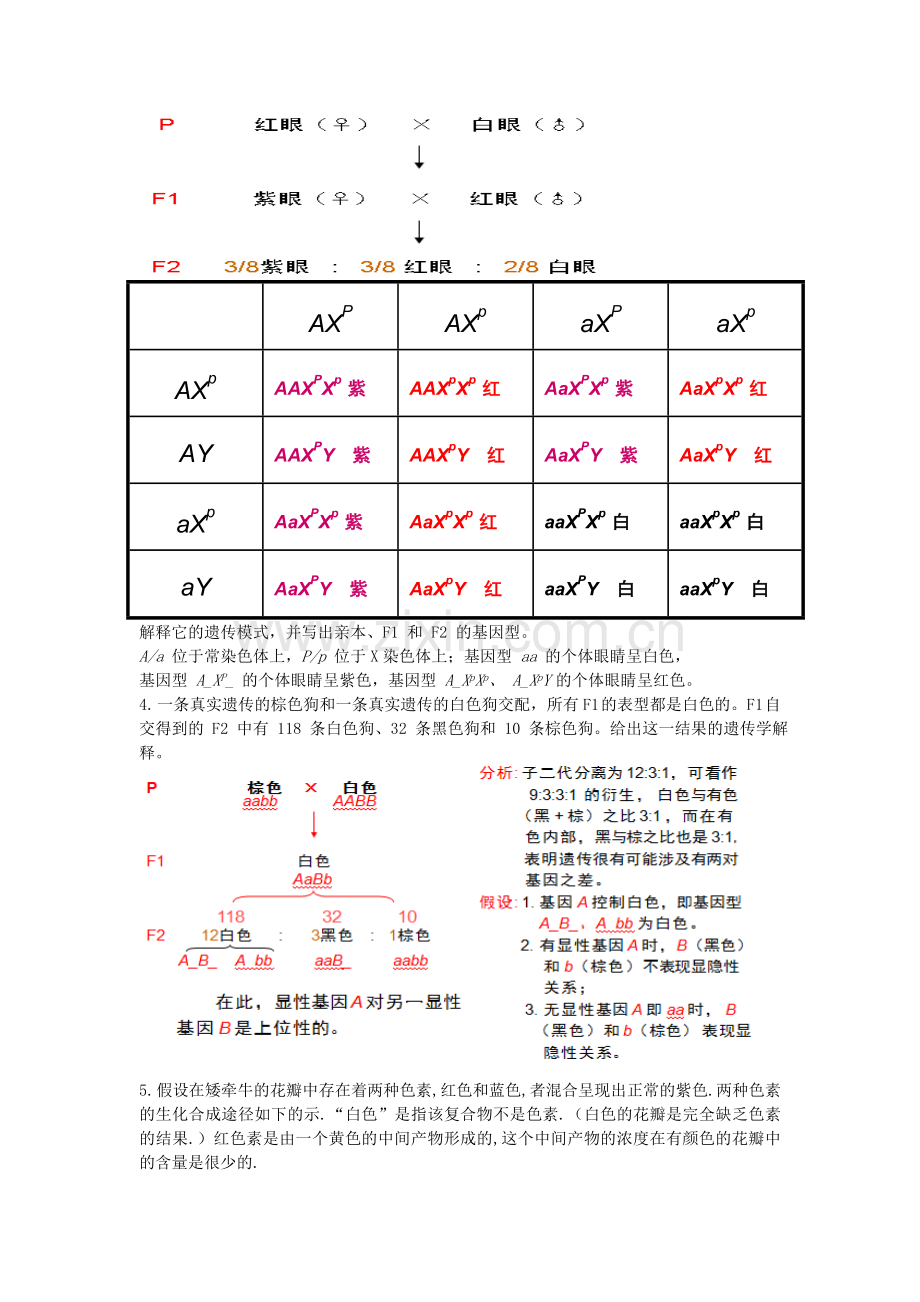 遗传学答案.doc_第2页