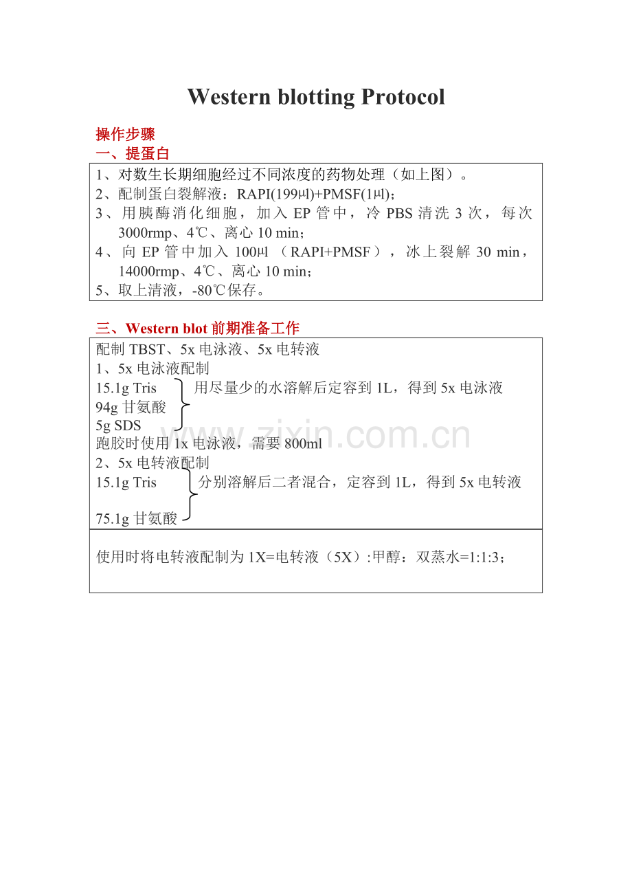 Western-blotting-操作步骤.doc_第1页