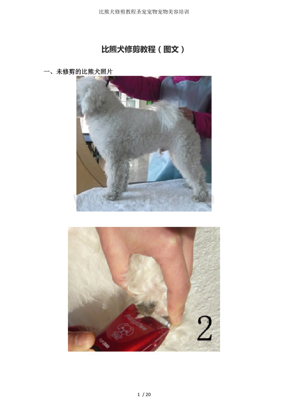 比熊犬修剪教程圣宠宠物宠物美容培训.doc_第1页