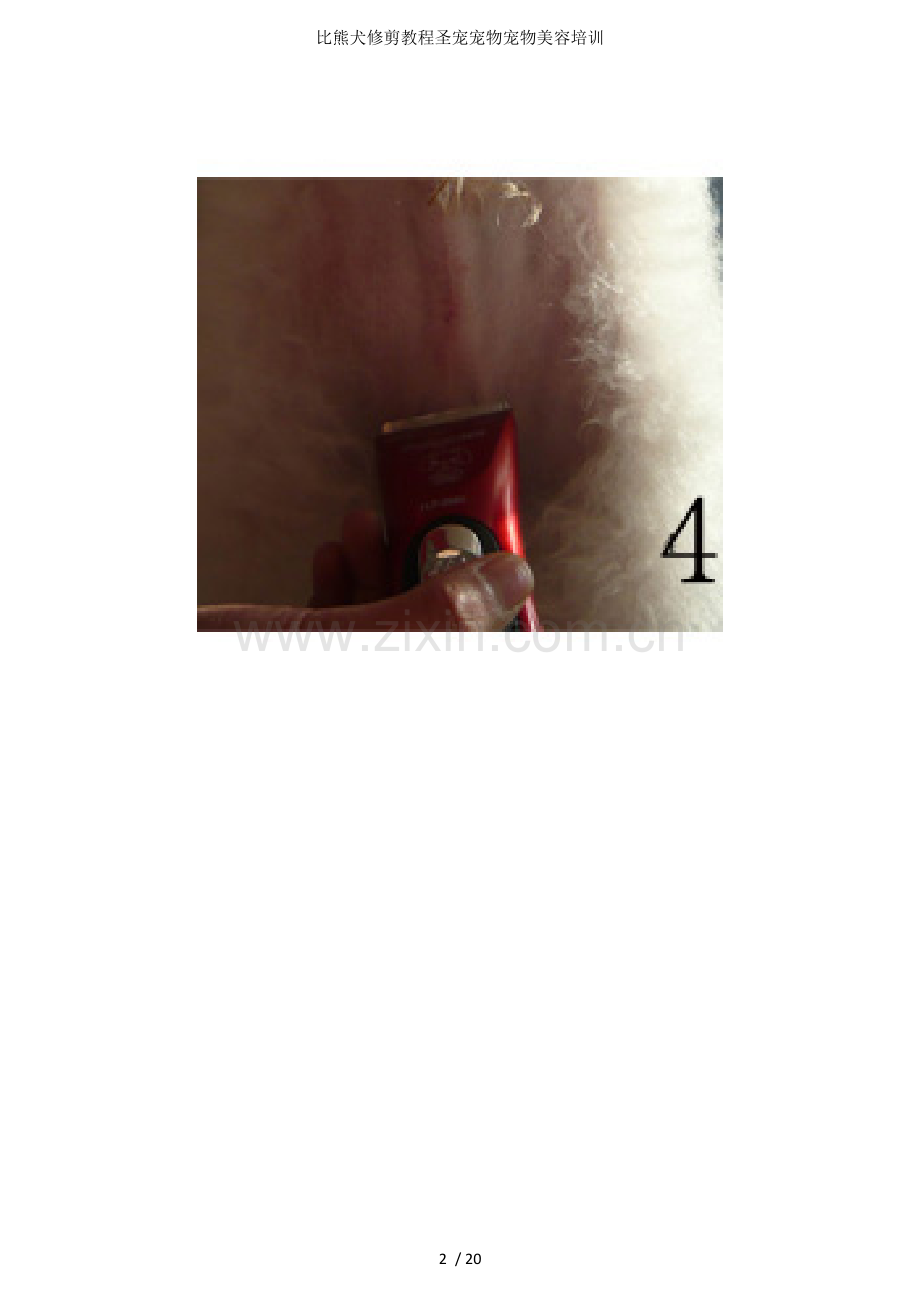 比熊犬修剪教程圣宠宠物宠物美容培训.doc_第2页