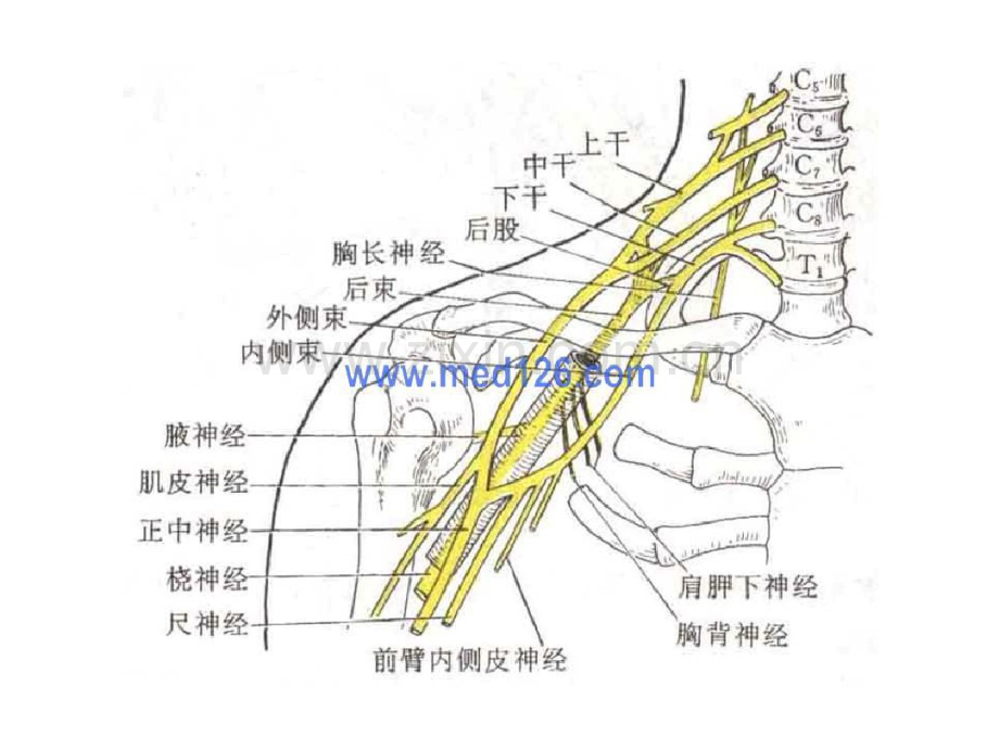 臂丛损害各有不同表现.pdf_第2页