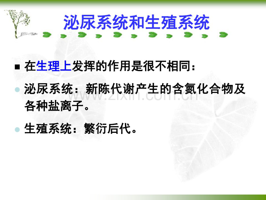 第八章尿殖系统.pdf_第2页