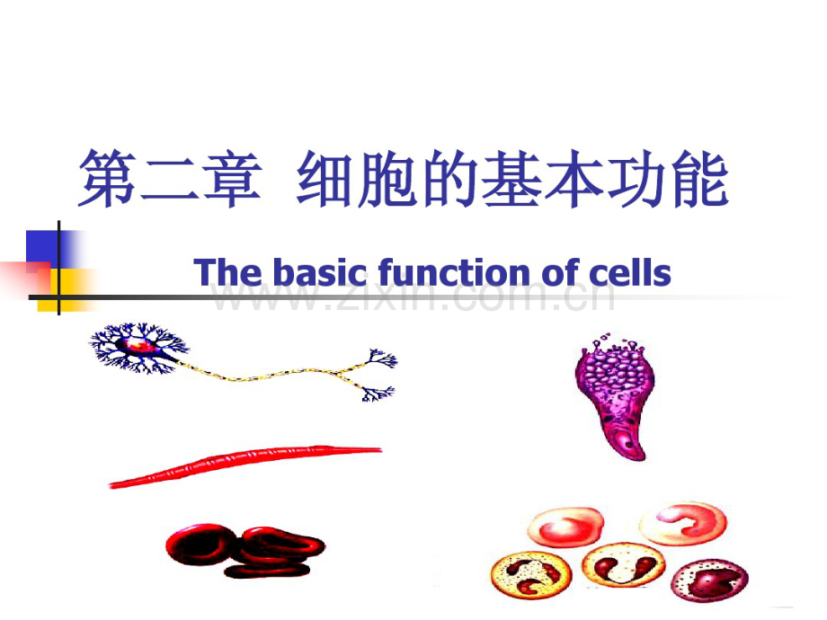 第二章细胞的基本功能(8学时).pdf_第1页