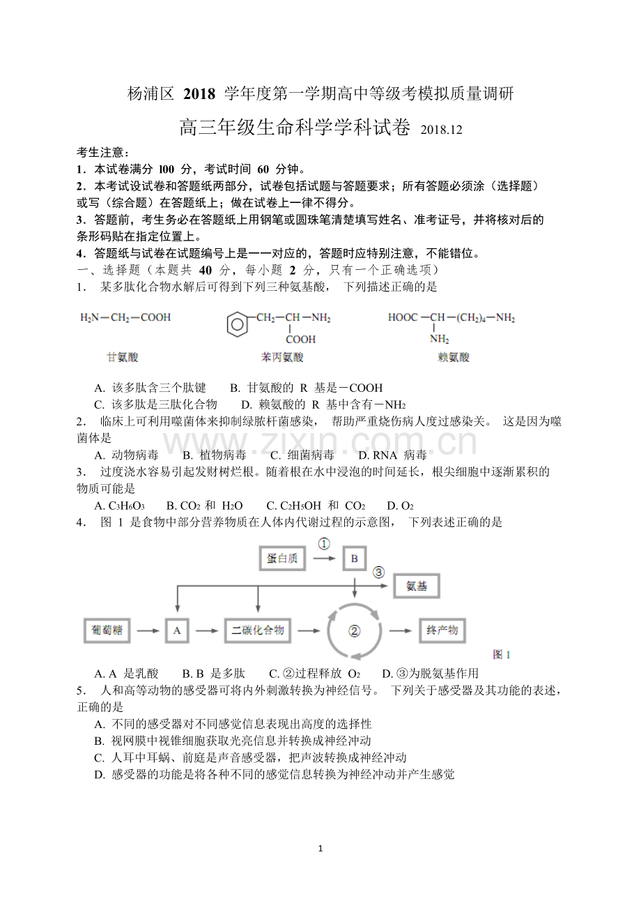 上海市杨浦区2019届高三上学期等级考模拟期末调研生命科学试题(WORD版).doc_第1页